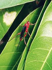 Lissopimpla