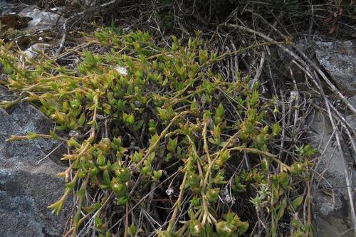 Sceletium joubertii L.Bolus