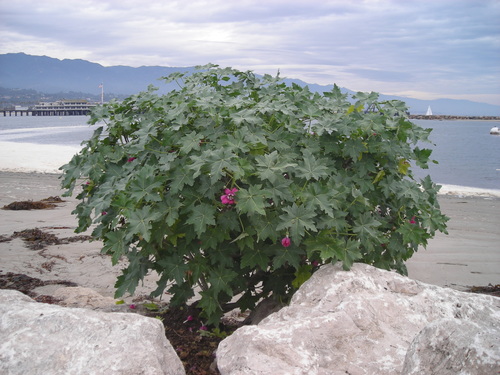 Malva assurgentiflora