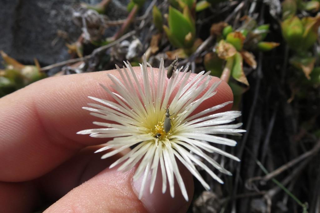 Mesembryanthemum concavum Haw. 2