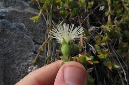 Sceletium ovatum L.Bolus 2