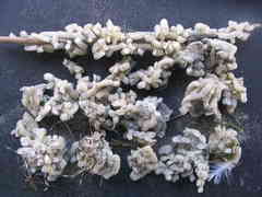 Poirieria zelandica image