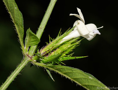 Barleria elegans