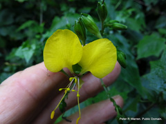 Aneilema aequinoctiale