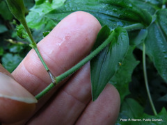 Aneilema aequinoctiale