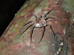 Heteropoda amphora