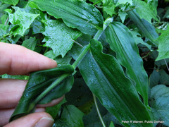 Aneilema aequinoctiale