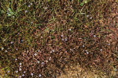 Limosella longiflora