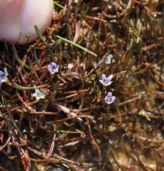 Limosella longiflora