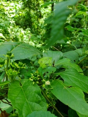 Gonolobus stenosepalus