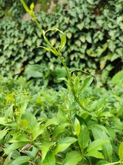 Paederia lanuginosa