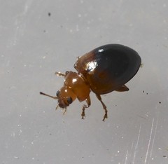 Nisotra bicolorata