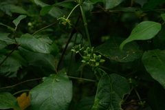 Gonolobus stenosepalus