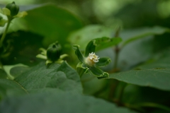 Gonolobus stenosepalus