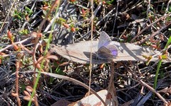 Zizina otis labradus