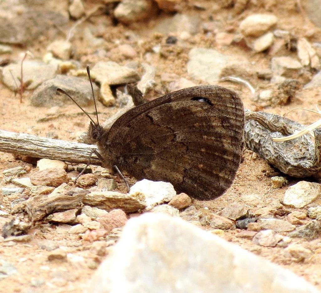 Southey's Widow