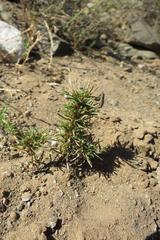 Ifloga polycnemoides