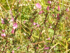 Ononis spinosa spinosa