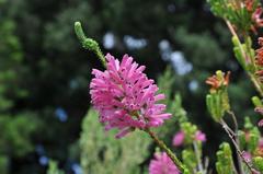 Erica verticillata