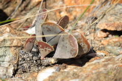 Adromischus triflorus