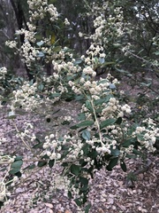 Spyridium globulosum