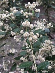 Spyridium globulosum