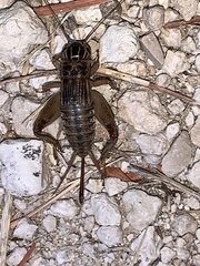 Miogryllus