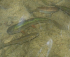 Sarmarutilus rubilio