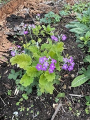 Primula malacoides