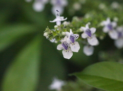 Vitex negundo cannabifolia