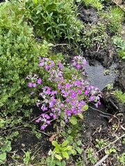 Primula malacoides