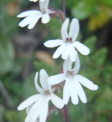 Holothrix parviflora