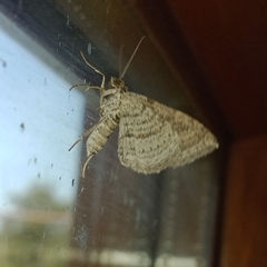 Costaconvexa polygrammata