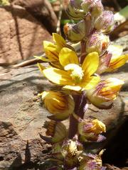 Alectra sessiliflora sessiliflora