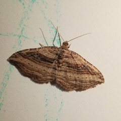 Costaconvexa polygrammata