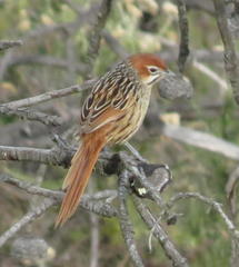 Sphenoeacus afer afer