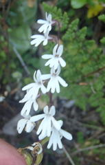 Holothrix parviflora