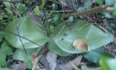 Holothrix parviflora