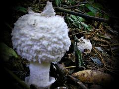Macrolepiota zeyheri