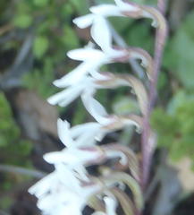 Holothrix parviflora