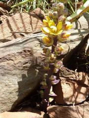 Alectra sessiliflora sessiliflora
