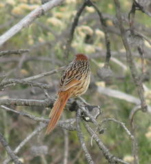 Sphenoeacus afer afer