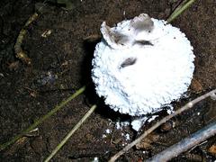 Macrolepiota zeyheri