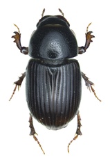 Esymus pusillus