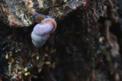 Pupinella rufa