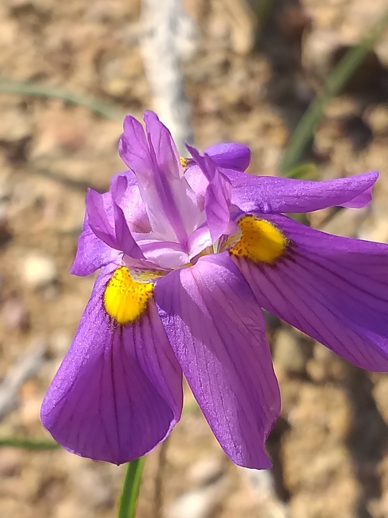 Moraea bipartita