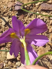 Moraea bipartita