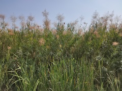 Phragmites karka