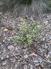 Trymalium ledifolium