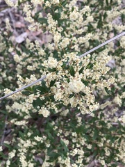 Trymalium ledifolium